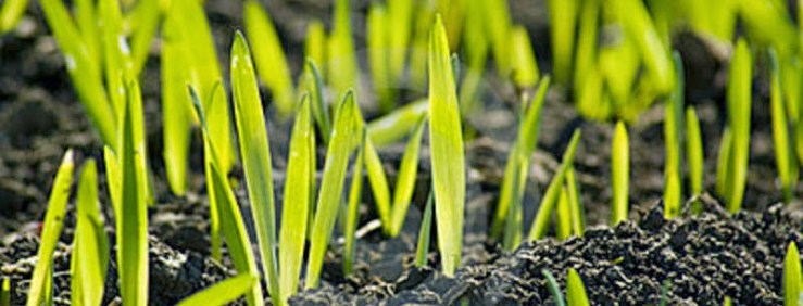 Wheat Seedlings