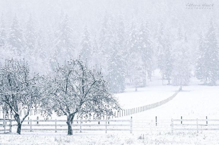 silent_snow_by_islandtime_d4jje7z-fullview